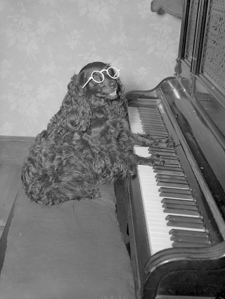 Illustration for article titled Vintage Photos Reveal Century-Long Obession with Dressing Up Pets